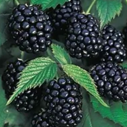 Blackberry  Chester - Thorn less