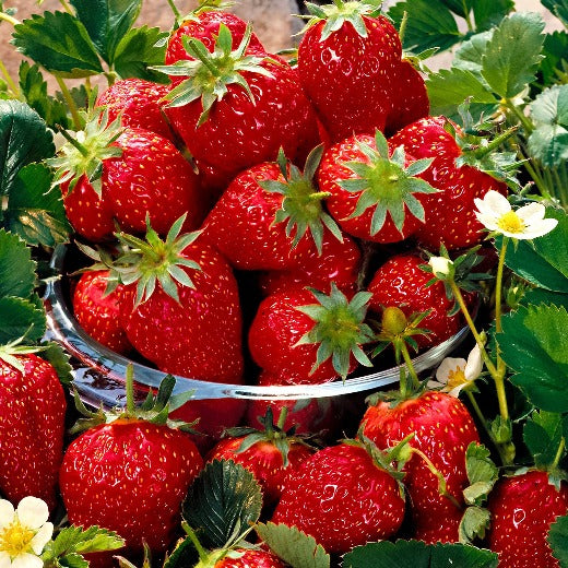 Strawberry Milan