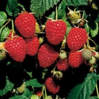 Raspberry HimboTop