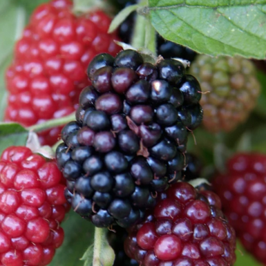Blackberry  Lochness