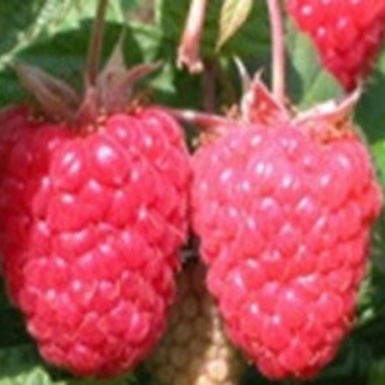 Raspberry Dolomia Plus PBR