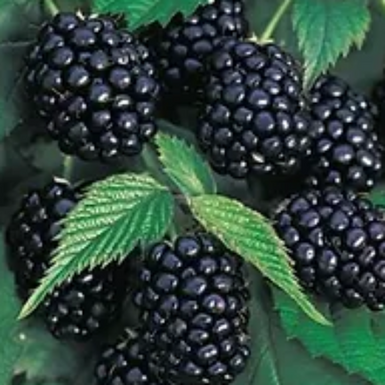 Blackberry  Chester - Thorn less
